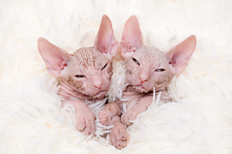 sphynx cat for sale