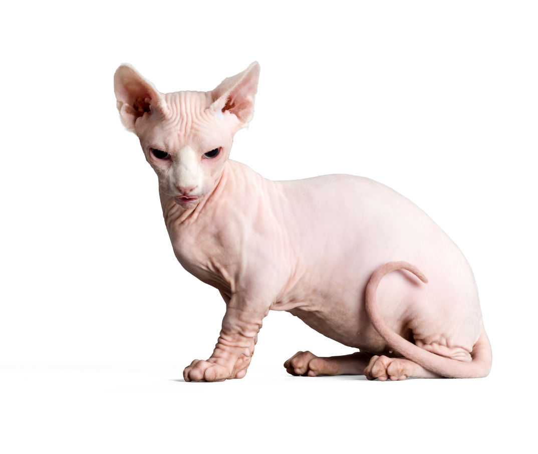 Sphynx Cat for Sale - Sphynx kittens for sale - Sphynx Cat Cattery