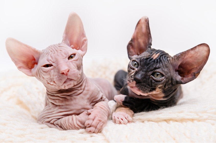 sphynx kittens for sale