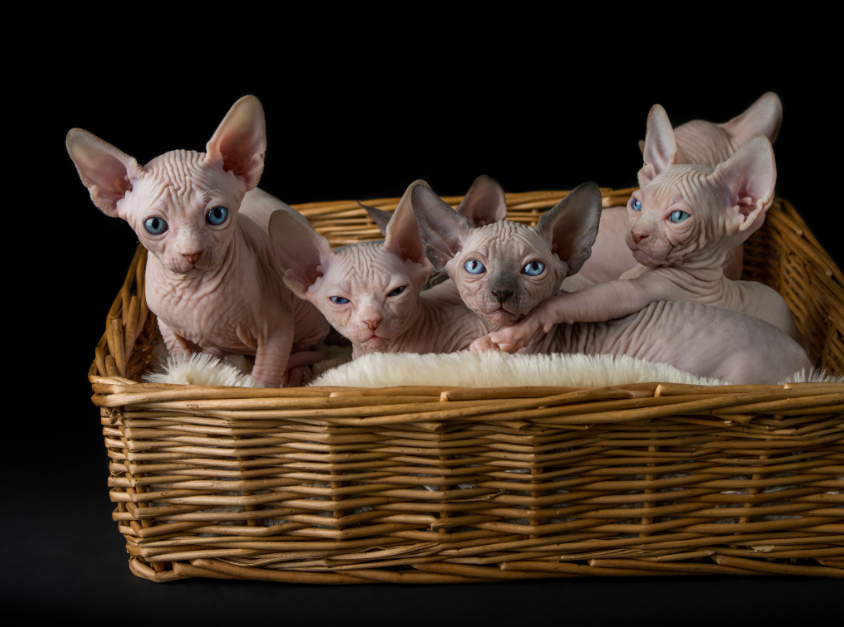 Sphynx Cats