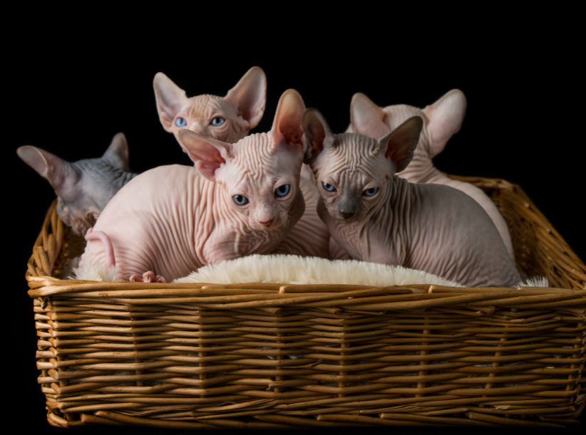 Sphynx kittens