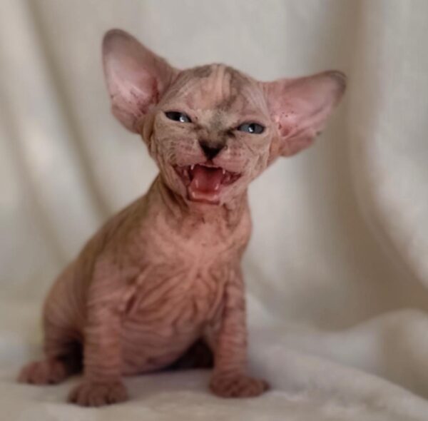 Jasper, Sphynx kitten for sale