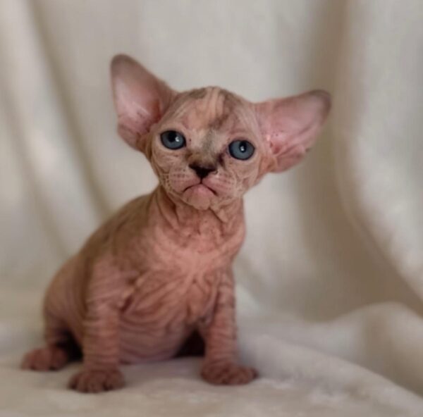 Jasper, Sphynx kittens for sale