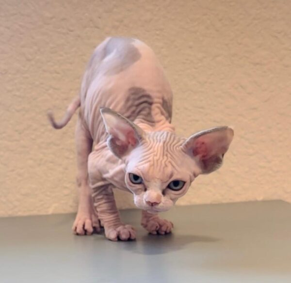 Oscar, Sphynx Kittens for Sale