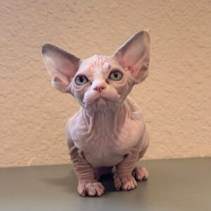 Oscar, Sphynx Kitten for Sale