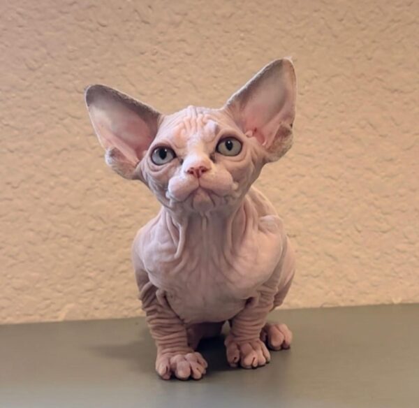 Oscar, Sphynx Kitten for Sale