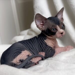 Zoe, Sphynx Kitten for Sale