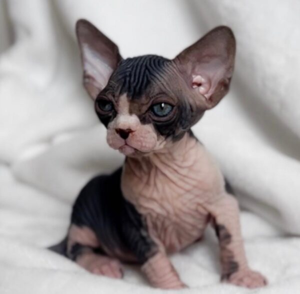 Zoe, Sphynx Kittens for Sale