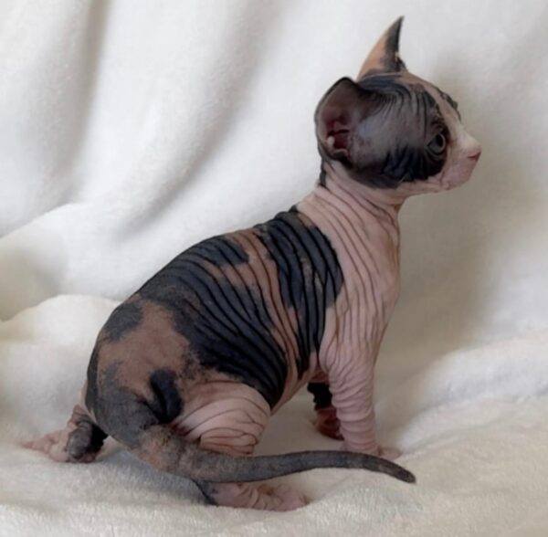 Ruby, Sphynx Kittens for sale