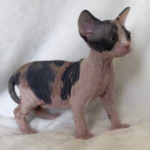 Ruby, Sphynx Kitten for sale