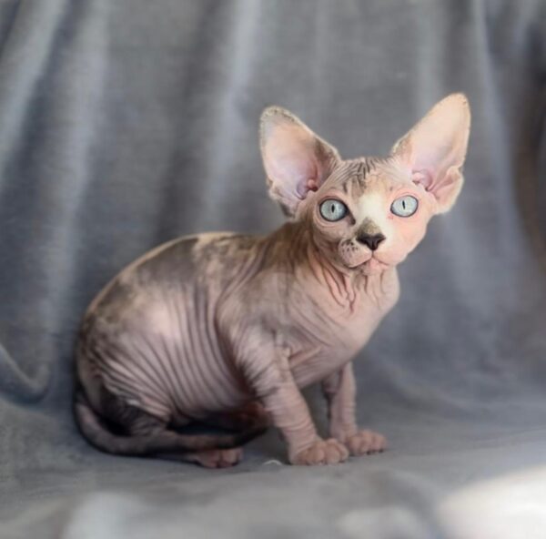 Felix, Sphynx kittens for Sale