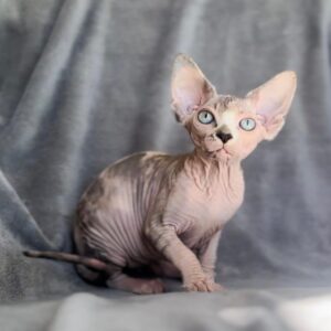 Felix, Sphynx kitten for Sale