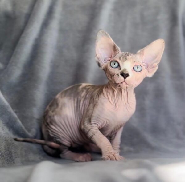 Felix, Sphynx kitten for Sale