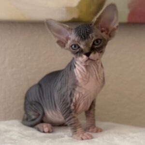 Athena, Sphynx kitten for sale