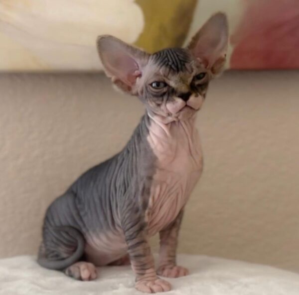 Athena, Sphynx kittens for sale