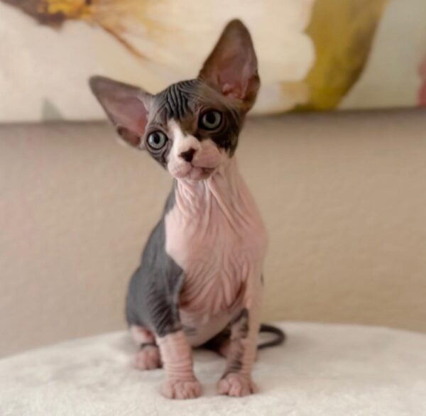 Leo, Sphynx kittens for sale