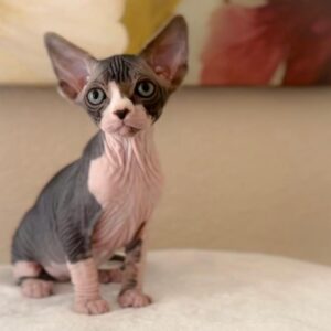 Leo, Sphynx kitten for sale