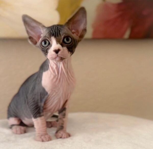 Leo, Sphynx kitten for sale