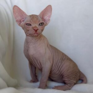 Luna, Sphynx kitten for sale