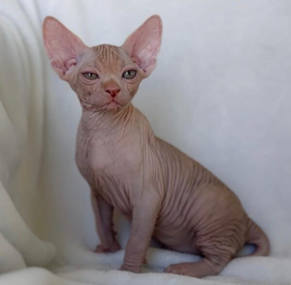 Luna, Sphynx kitten for sale