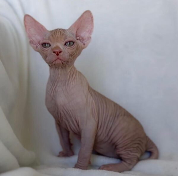 Luna, Sphynx kittens for sale