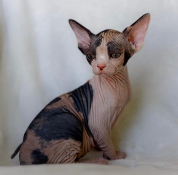 Maximus, Sphynx kittens for sale