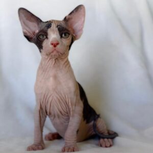 Maximus, Sphynx kitten for sale